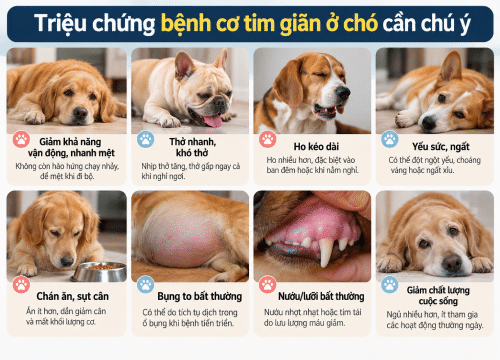 Triệu chứng bệnh cơ tim giãn ở chó cần chú ý