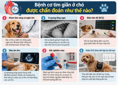 Bệnh cơ tim giãn ở chó được chẩn đoán như thế nào?