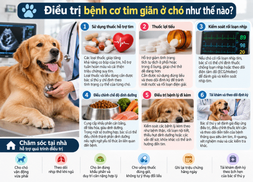 Điều trị bệnh cơ tim giãn ở chó như thế nào?