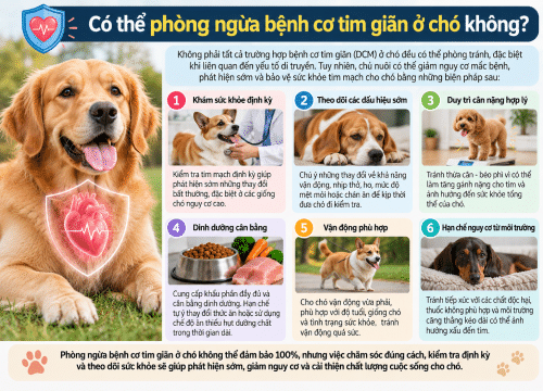 Có thể phòng ngừa bệnh cơ tim giãn ở chó không?