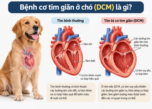Bệnh cơ tim giãn ở chó (DCM) là gì?