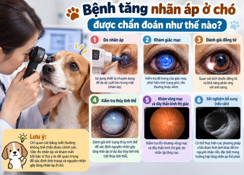 Bệnh tăng nhãn áp ở chó được chẩn đoán như thế nào?