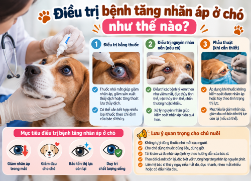 Điều trị bệnh tăng nhãn áp ở chó như thế nào?