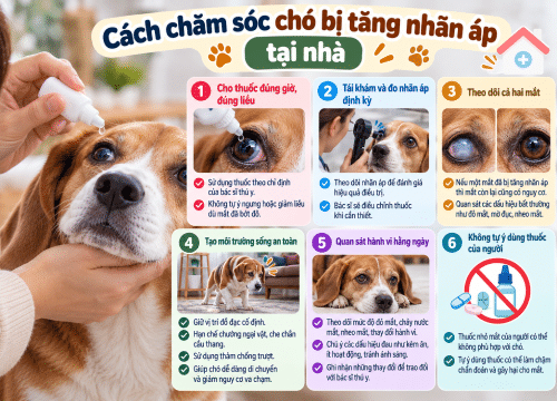 Cách chăm sóc chó bị tăng nhãn áp tại nhà