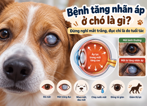 Bệnh tăng nhãn áp ở chó là gì?