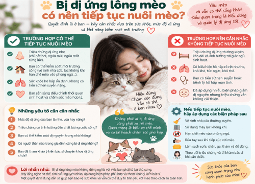 Bị Dị Ứng Lông Mèo Có Nên Tiếp Tục Nuôi Mèo