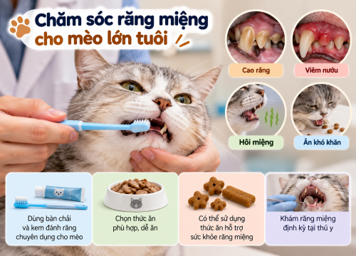 Chăm sóc răng miệng cho mèo lớn tuổi