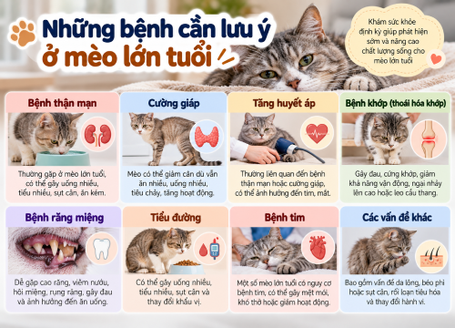 Những bệnh cần lưu ý ở mèo lớn tuổi