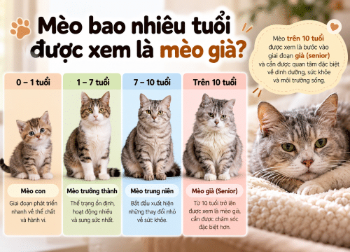 Mèo bao nhiêu tuổi được xem là mèo già?