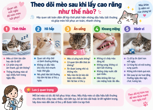 Theo dõi mèo sau khi lấy cao răng như thế nào?