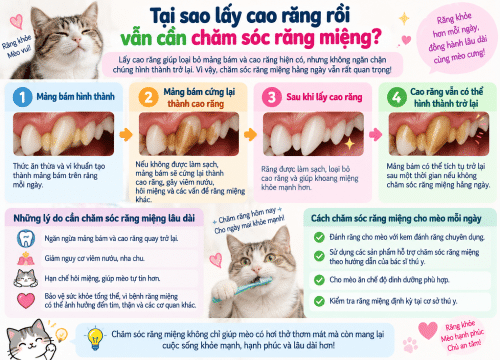 Tại sao lấy cao răng rồi vẫn cần chăm sóc răng miệng?