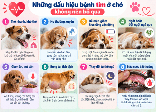Những dấu hiệu bệnh tim ở chó không nên bỏ qua