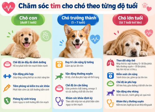 Chăm sóc tim cho chó theo từng độ tuổi