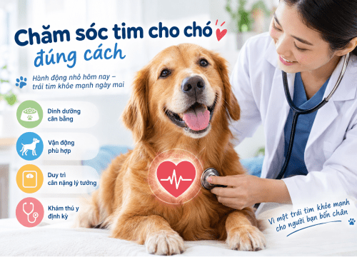 Chăm Sóc Tim Cho Chó