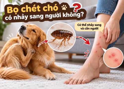 Bọ chét chó có nhảy sang người không?