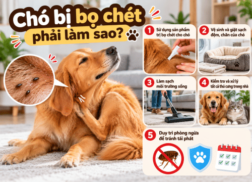 Chó bị bọ chét phải làm sao?