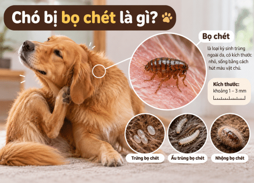 Chó bị bọ chét là gì?