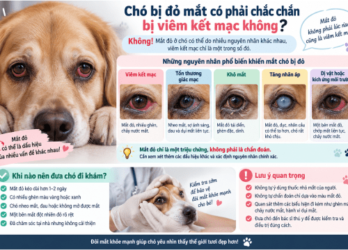 Chó Bị Đỏ Mắt Có Phải Viêm Kết Mạc Không