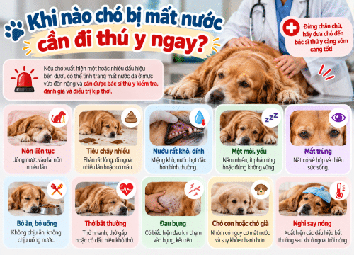 Khi nào chó bị mất nước cần đi thú y ngay?