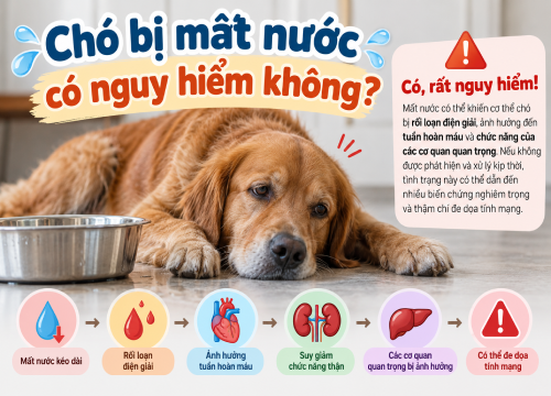 Chó bị mất nước có nguy hiểm không?