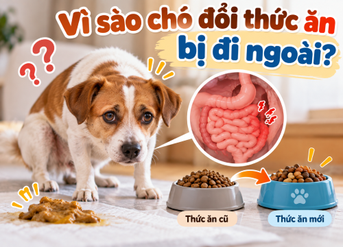 Vì sao chó đổi thức ăn bị đi ngoài?
