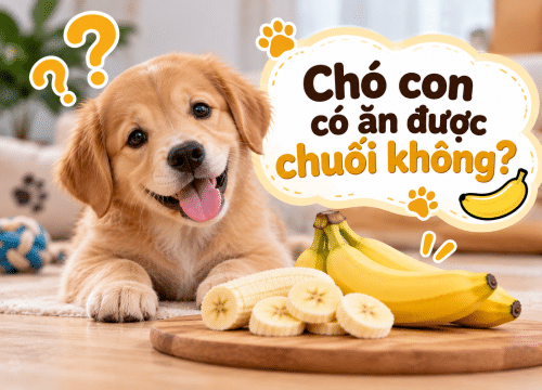 Chó con có ăn được chuối không?
