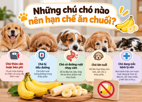 Những chú chó nào nên hạn chế ăn chuối?