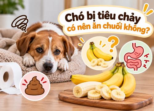 Chó bị tiêu chảy có nên ăn chuối không?