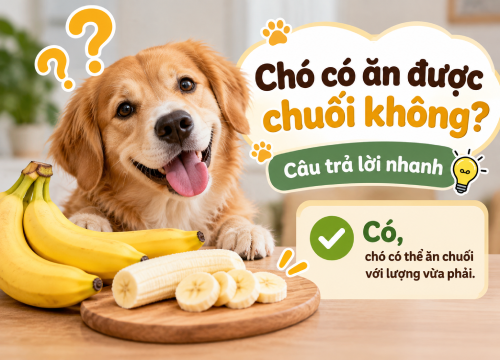 Chó có ăn được chuối không? Câu trả lời nhanh