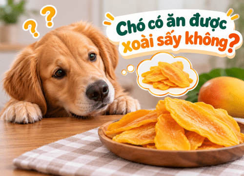 Chó có ăn được xoài sấy không?