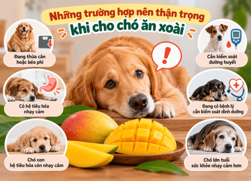 Những trường hợp nên thận trọng khi cho chó ăn xoài 