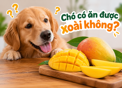 Chó có ăn được xoài không?