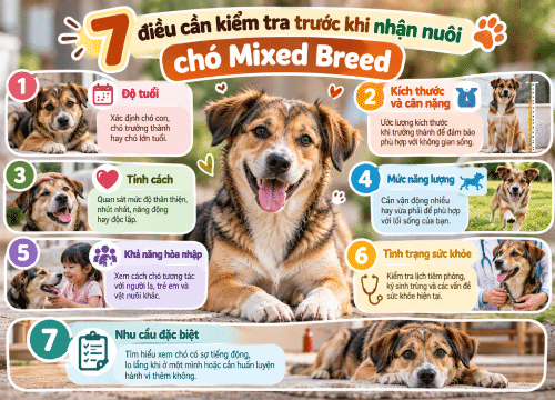 7 điều cần kiểm tra trước khi nhận nuôi chó Mixed Breed