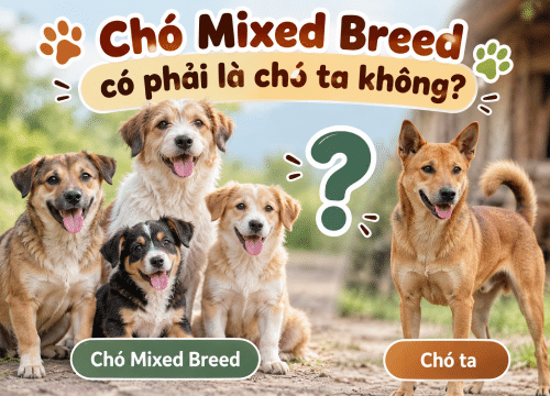 Chó Mixed Breed có phải chó ta không?