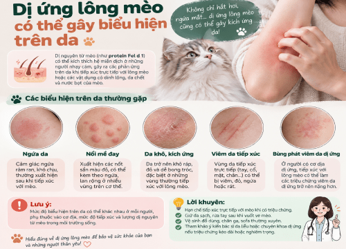 Dị Ứng Lông Mèo Có Gây Biểu Hiện Trên Da