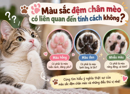 Đệm chân bình thường thường như thế nào?