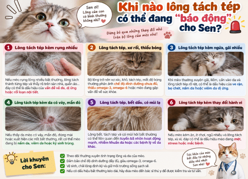 Khi nào lông tách tép có thể đang “báo động” cho Sen?