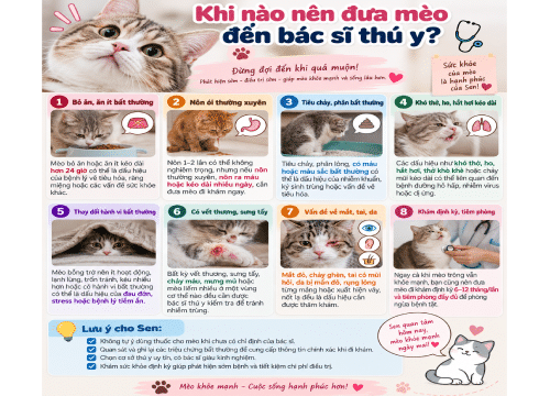 Khi nào nên đưa mèo đến bác sĩ thú y?