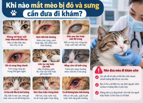 Khi nào mắt mèo bị đỏ và sưng cần đưa đi khám?
