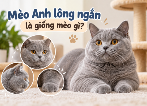 Mèo Anh lông ngắn là giống mèo gì?