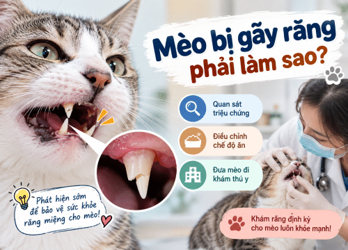 Mèo bị gãy răng phải làm sao?