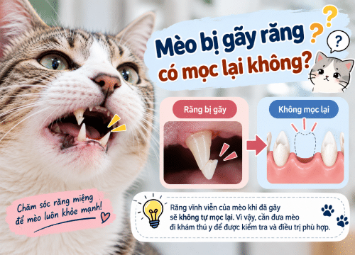 Mèo bị gãy răng có mọc lại không?