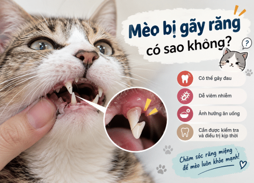 Mèo bị gãy răng có sao không?