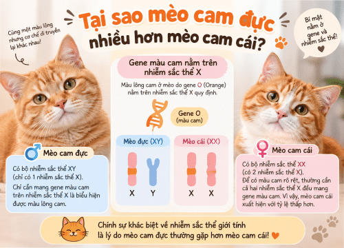 Tại sao mèo cam đực nhiều hơn mèo cam cái?