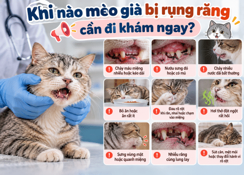 Khi nào mèo già bị rụng răng cần đi khám ngay?