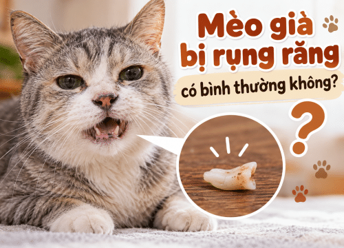 Mèo già bị rụng răng có bình thường không?