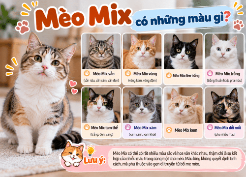 Mèo Mix có những màu gì?