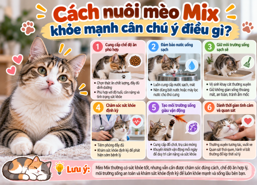 Cách nuôi mèo Mix khỏe mạnh cần chú ý điều gì?