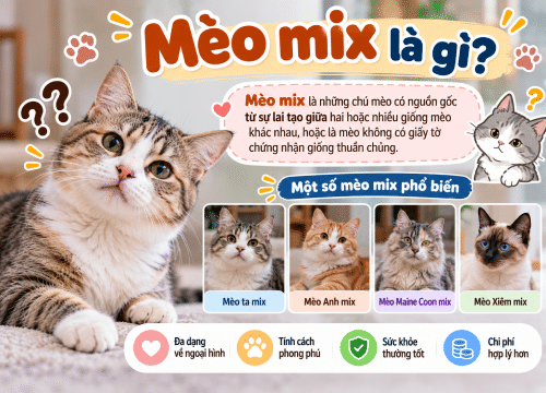 Mèo Mix là gì?