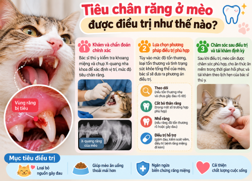 Tiêu chân răng ở mèo được điều trị như thế nào?